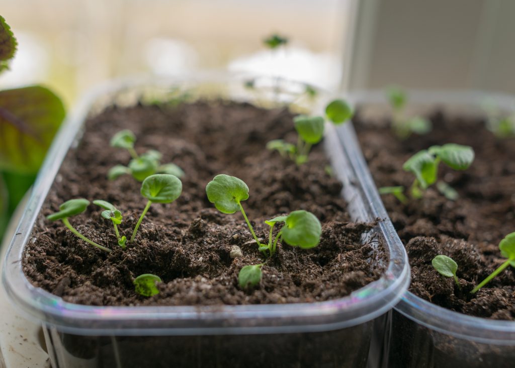 how -o-germinate-seeds